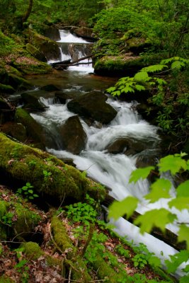 Lil Barranshe Creek Spring Waterfalls Scene tb0509ddr.jpg