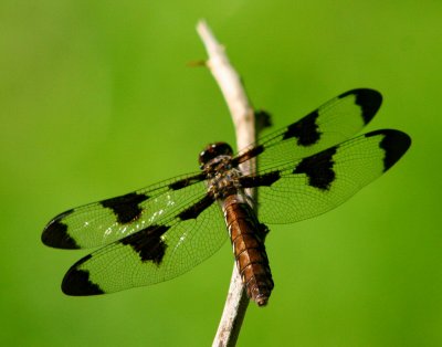 Dragonfly Posing with Spring Green Background tb0409bar.jpg