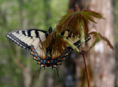 Tiger Swallowtail Open Winged on Maple tb0409alr.jpg
