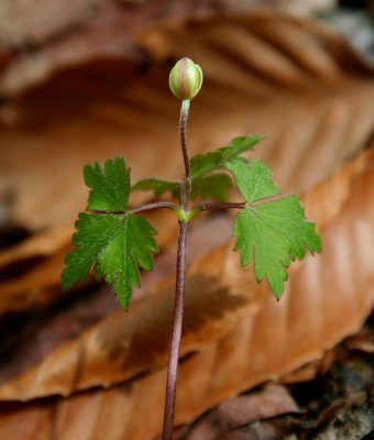 Wood Anemone Budding in Spring Mtns tb0409car.jpg