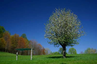 Apple Tree Blooming and Spring Colors tb0409cmr.jpg