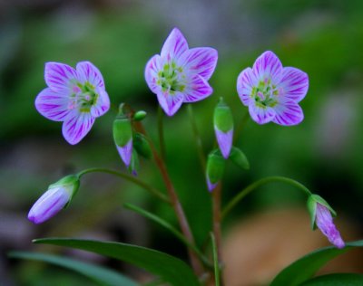 Spring Beauties Living up to Their Name tb0409dqr.jpg