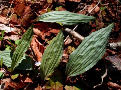 Hibernal Leaves Aplectrum Orchid Springtime tb0409for.jpg