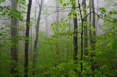 Beech and Maple Foggy Spring Woods tb0409gcr.jpg