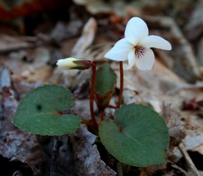 White Violet and Bud Leafing Out tb0509nr.jpg