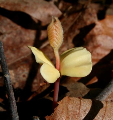 Pale Beech Sprout in Spring Woods tb0509rr.jpg