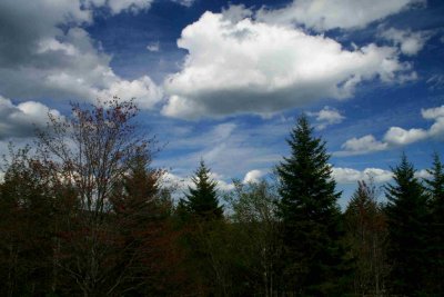 Black Mtn New Foliage Cloudy Blue Sky tb0509txr.jpg