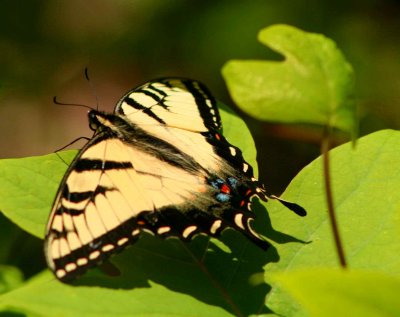 Yellow Swallowtail on Sunny Poplar Lvs tb0509whr.jpg