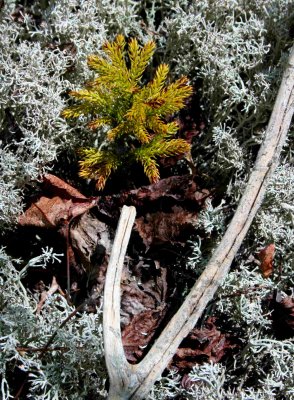 Ground Pine and Stick in Reindeer Lichen tb0609ahr.jpg