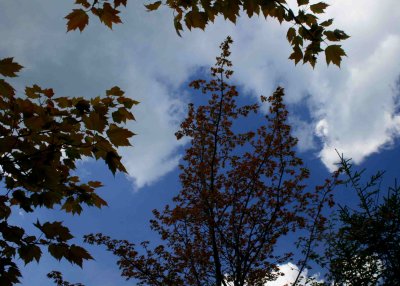 Skyward Cloudy View Maples and Spruce tb0609afr.jpg