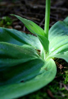 Close-up of Orbiculata Basil Leaves tb0609air.jpg