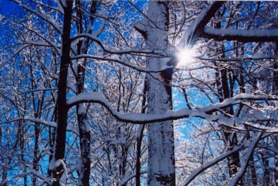 Sunshine Through the Winter Trees tb0912llrx.jpg