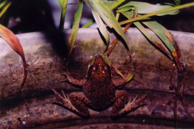 Woodland Green Frog Floating in Tub of Water tb0809.jpg