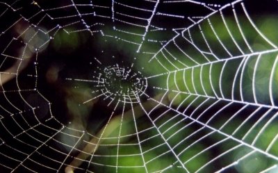 Dew Cobvered Spiders Web in Sunny Woods tb0709xxr.jpg