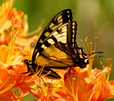 Tiger Swallowtail in Flame Azaleas tb0509pfrx.jpg
