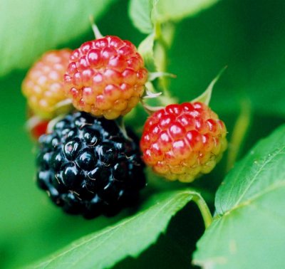 Ripening Raspberries on the Vine tb0809dcx.jpg