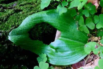 06-01-09 100 Orbiculata Leaf in Mossy Woods tb0709fnr.jpg