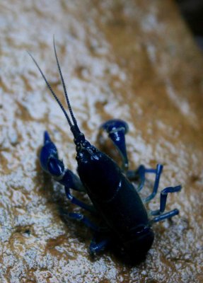 Blue Crawdad on Wet Stone tb0809gmr.jpg