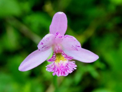 Rose Pogonia Orchid from Above tb0709hax.jpg