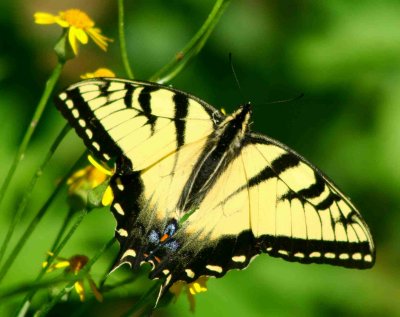 Tiger Swallowtail Extended Sunny Wings tb0509plr.jpg
