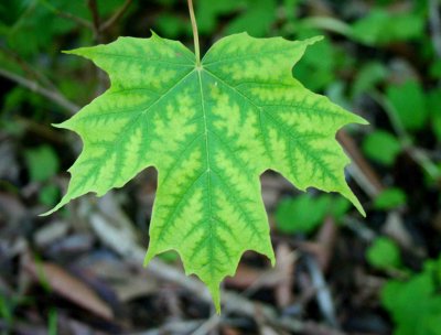 Dark Veined Maple Leaf in Mtns tb0809fox.jpg