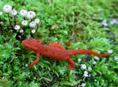 Red Eft in Rock Moss and Fungi tb0809fcr.jpg