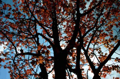 Maple Tree with New Seasons Foliage tb0609arr.jpg