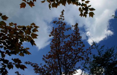 Maples and Spruce with Nice Cloudy Sky tb0909mex.jpg