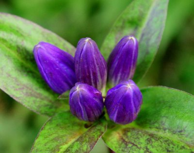 Closed Gentian Blooms and Leaves tb0909bkx.jpg