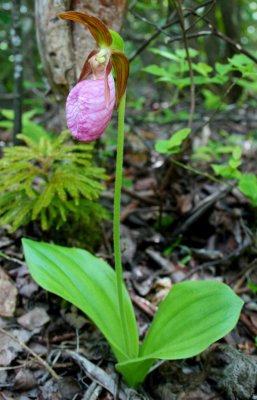 Solitary Pink Lady in Mountain Woods v tb0709mcx.jpg