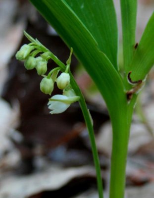 American Lily of the Valley in Bud  Bloom tb0409vax.jpg