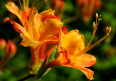 Flame Azalea Blooms with Raindrops tb0409gdr.jpg