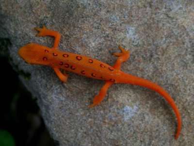 Red Eft Crawling on Forest Sandstone tb0809phx.jpg