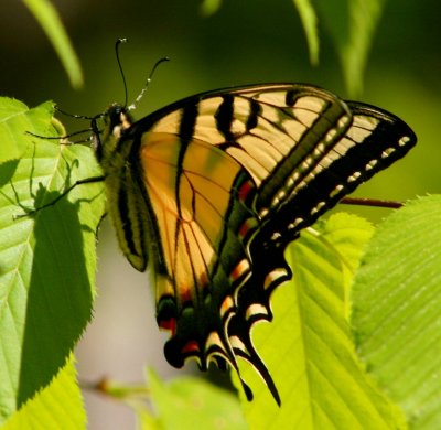 Tiger Swallowtail on Sunny Beech Leaves tb0809prx.jpg