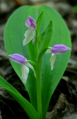 Three Bloom Showy Orchis with Leaves v tb0709pnx.jpg