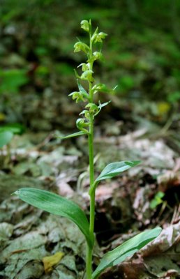 Coeloglossum Orchid in Mtn Woods tb0509sdr.jpg