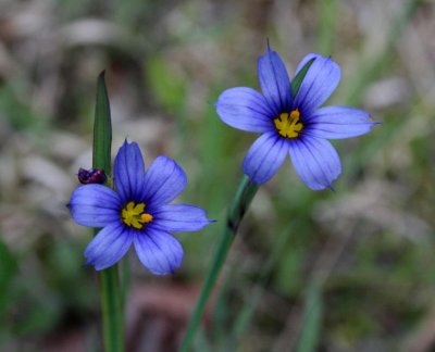 Double Blue Day Flowers in Field tb0509tur.jpg