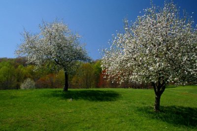 Row of Apple Trees Blooming in Spring Season  tb0708tjr.jpg
