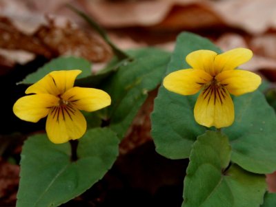 Yellow Violets Early Spring Woods tb0608.jpg