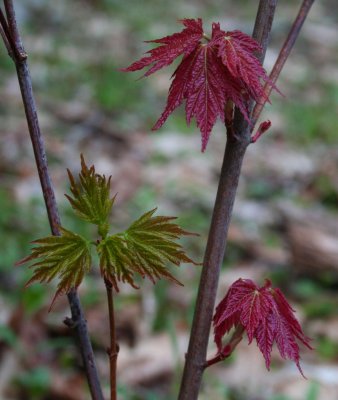 Mixed Maple Colors Spring Mtns tb0609udx.jpg