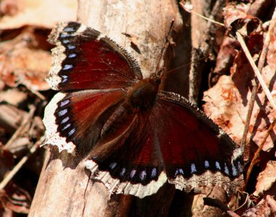 Sunny Mourning Cloak Butterfly on Log tb0709uhx.jpg