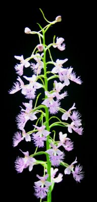 Pale Shriveri Orchid in Bloom Dark BGrnd tb0809tfr.jpg