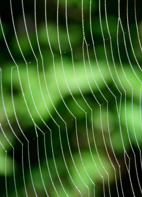Spiders Web in Morning Forest v tb0909tcx.jpg