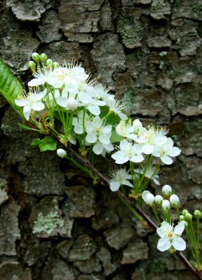 Fire Cherry Blooming Branch against Tree Trunk tb0510pmx.jpg