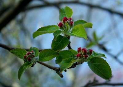 Apple Buds and Leaves Blue Sky Day tb0510psx.jpg