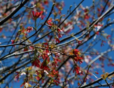 Red Maple Blooms on Sunny Sky tb0510pux.jpg
