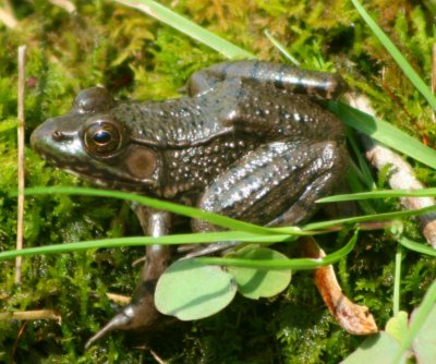 Woodland Green Frog Warm Spring Day tb0510pvx.jpg