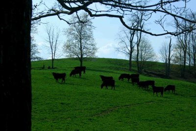 Black Cattle Herd on Greenbrier Farm tb0510sfx.jpg