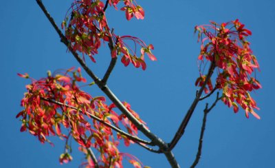 Bright Colored Maple Blooms on Spring Sky tb0510sqx.jpg