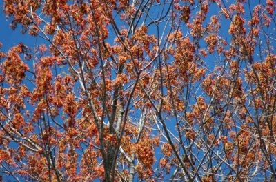 Clusters of Maple Blooms on Blue Sky tb0510pux.jpg